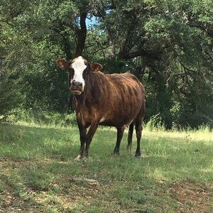 Meet your Posher, Itzz pain